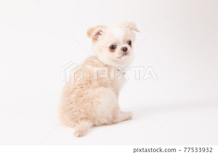Still puppy long coat Chihuahua turning around 77533932