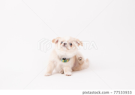 Long coat Chihuahua, a puppy who is unfamiliar with wearing a collar for the first time 77533933