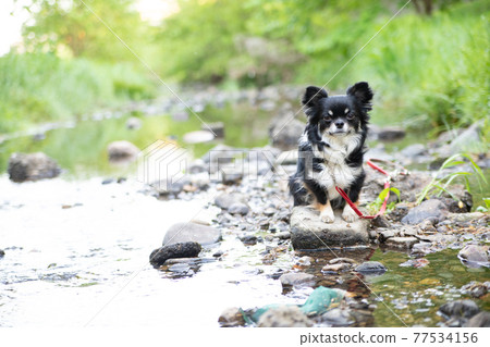 站立在河邊的黑長外套奇瓦瓦狗 站立在河邊的黑長外套奇瓦瓦狗 77534156