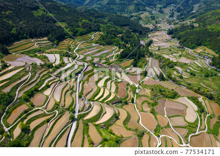 Yoshinobu Rice Terraces in Motoyama Town, Kochi Prefecture 77534171
