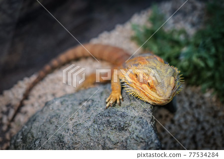 Image of wild iguana 77534284