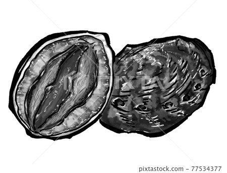 Abalone illustration abalone Abalone illustration abalone 77534377
