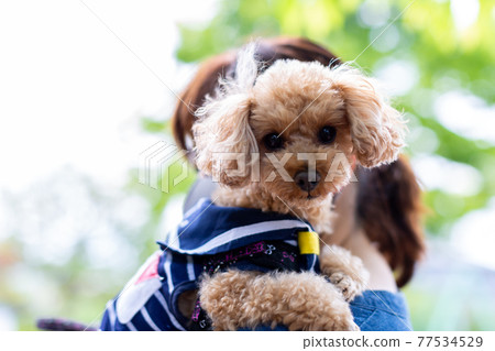 Toy poodle red 77534529