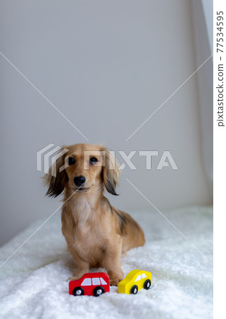 Pet dog Kaninhen Dachshund 77534595