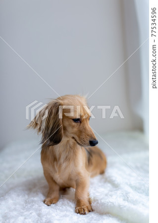 Pet dog Kaninhen Dachshund 77534596