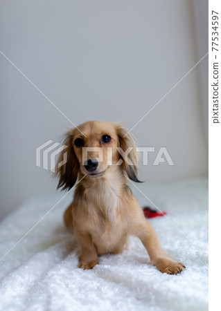 Pet dog Kaninhen Dachshund 77534597