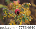 Red fruits of wild rose hips. 77534640