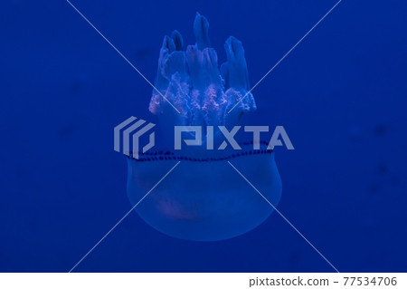 barrel jellyfish underwater in the blue background barrel jellyfish underwater in the blue background 77534706