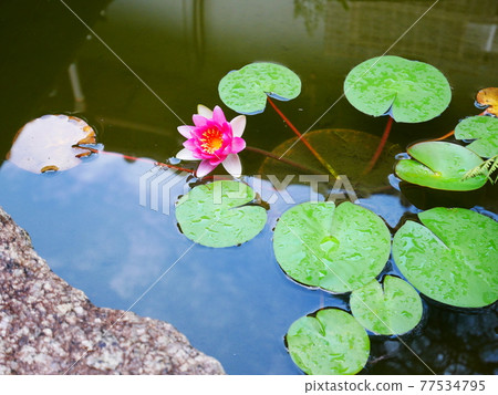 夏季池塘 夏季池塘 77534795
