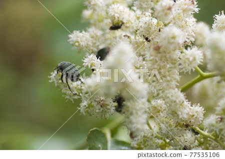 昆蟲正在吮吸 Ehretia acuminata 花的花蜜。 昆蟲正在吮吸 Ehretia acuminata 花的花蜜。 77535106