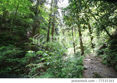 春天攀登高尾山6號 77535163