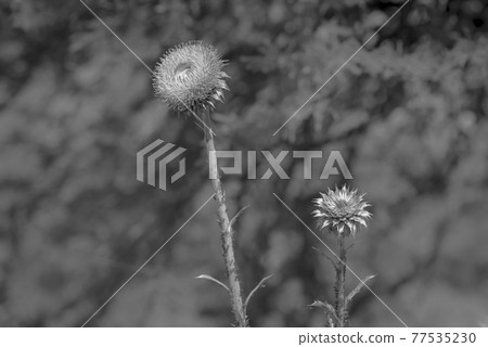 Yellow wild flower in Patagonia, Argentina Yellow wild flower in Patagonia, Argentina 77535230