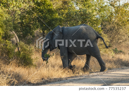 African elephant, South Africa 77535237