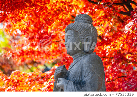 Kamakura / Hase-dera Autumn leaves and Shaka Nyorai sitting statue 77535339