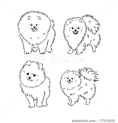 vector spitz dog sketch. spitz vector sketch vector spitz dog sketch. spitz vector sketch 77535652