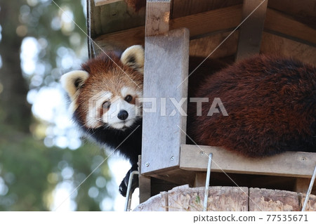 小熊貓在看3 77535671