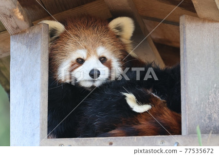 小熊貓在看4 小熊貓在看4 77535672