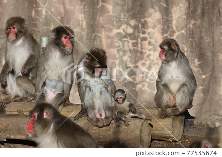 親子日本獼猴和朋友1 親子日本獼猴和朋友1 77535674