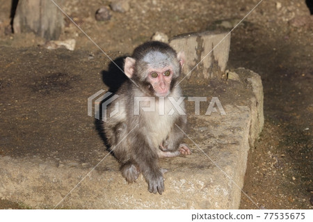 一瓶兒童漏勺 1 77535675