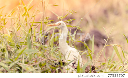 Great egret close-up portraiture through the grass field in the evening. soft light hitting the bird and brighten up the white feathers, Great egret close-up portraiture through the grass field in the evening. soft light hitting the bird and brighten up the white feathers, 77535707