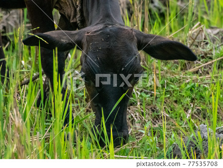 A young brown cow is grazing in the meadow grass field in the beautiful morning. Enjoying eating fresh green grass. A young brown cow is grazing in the meadow grass field in the beautiful morning. Enjoying eating fresh green grass. 77535708