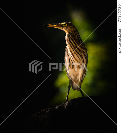 Pond heron perched on a wall and pose for a portraiture photograph. Pond heron perched on a wall and pose for a portraiture photograph. 77535720