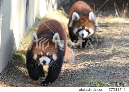 Red panda's mother and chasing child panda 1 77535741