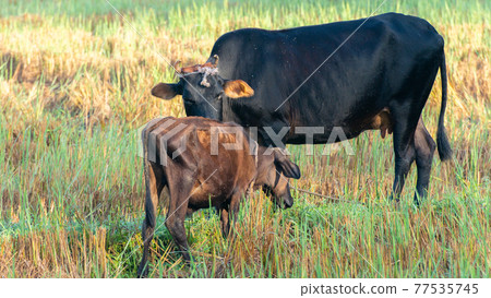 Young calf walking towards her mother cow in a paddy field. mothers unlimited love and care for their baby concept. 77535745