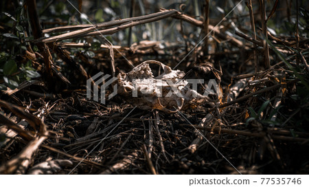 Burnt rat skull in a forest, human deforestation, and put fires cause animals to suffer and death. Burnt rat skull in a forest, human deforestation, and put fires cause animals to suffer and death. 77535746