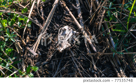 Burnt rat skull in a forest, human deforestation, and put fires cause animals to suffer and death. Burnt rat skull in a forest, human deforestation, and put fires cause animals to suffer and death. 77535748