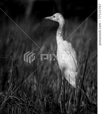 White egret bird close-up monochromic portraiture photograph. Egret walking in the paddy field in the morning. White egret bird close-up monochromic portraiture photograph. Egret walking in the paddy field in the morning. 77535767