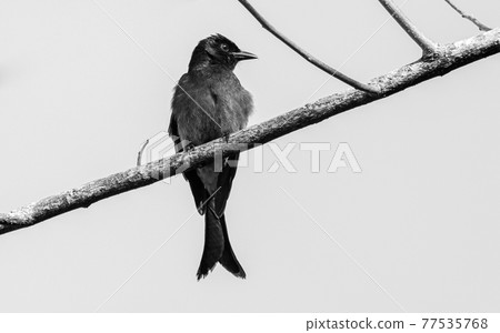 Sri Lankan black Drongo bird perched on a tree branch high key black and white photograph. Sri Lankan black Drongo bird perched on a tree branch high key black and white photograph. 77535768