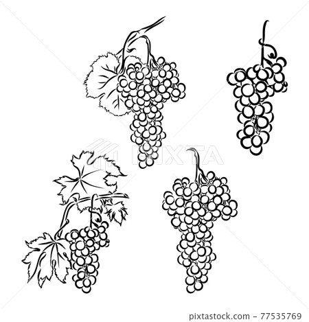 Vector monochrome illustration of grapes logo. Many similarities to the author's profile 77535769