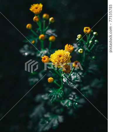 Yellow corn marigolds as know as Kapuru flowers locally in Sri Lanka. beautiful flower branch close-up photograph was taken in the morning sunlit conditions. Yellow corn marigolds as know as Kapuru flowers locally in Sri Lanka. beautiful flower branch close-up photograph was taken in the morning sunlit conditions. 77535785