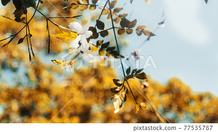 small flies eating delicate flower petals 77535787