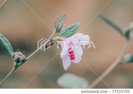 Ants and a pink wild flower backlit in the morning. Ants and a pink wild flower backlit in the morning. 77535795