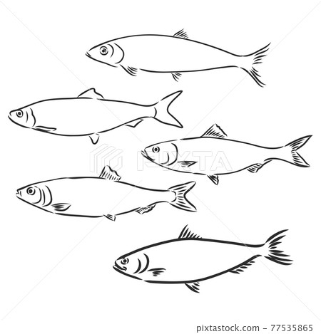 Sardine fish hand drawing vintage engraving illustration 77535865