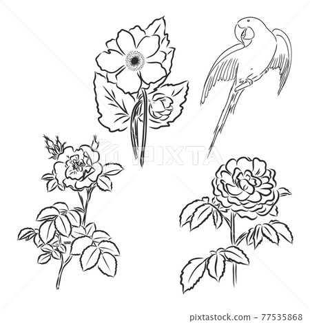 Vector peony flower isolated on white background. Element for design. Hand-drawn contour lines and strokes. 77535868