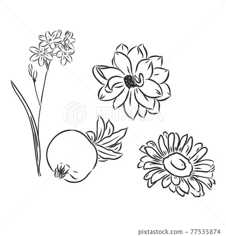 Vector peony flower isolated on white background. Element for design. Hand-drawn contour lines and strokes. 77535874
