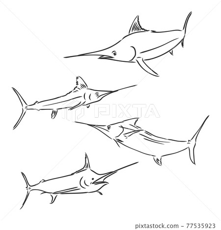 Vector illustration of tuna fishing. Vector illustration can be used for creating logo and emblem for fishing clubs, prints, web and other crafts. 77535923