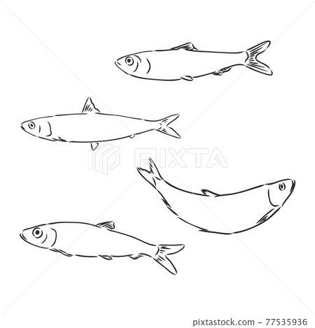 Sardine fish hand drawing vintage engraving illustration Sardine fish hand drawing vintage engraving illustration 77535936