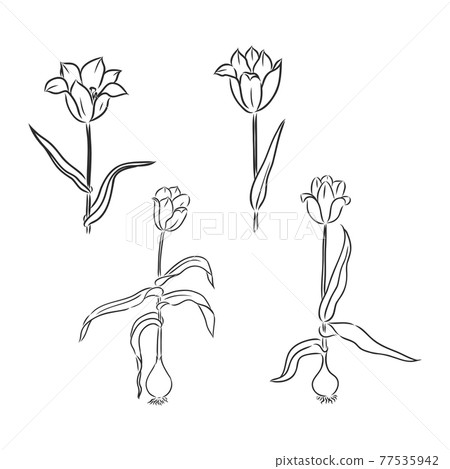 Tulip flower graphic black white isolated sketch illustration vector Tulip flower graphic black white isolated sketch illustration vector 77535942