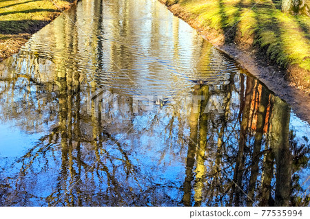 Bare trees are reflected in spring water Bare trees are reflected in spring water 77535994