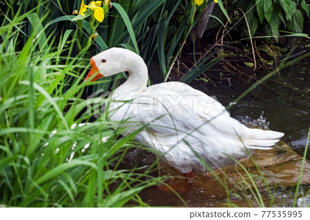 White goose by water in grass 77535995