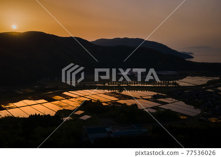 Rice field reflecting the sunrise Rice field reflecting the sunrise 77536026