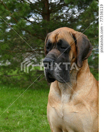 great dane close up portrait 77536119