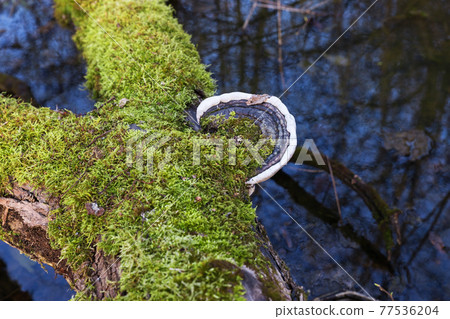 Polypore on the tree. Polypore on the tree. 77536204