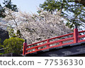 Cherry blossoms of Odawara Castle 77536330