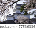 Cherry blossoms of Odawara Castle 77536336