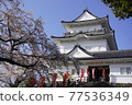 Cherry blossoms of Odawara Castle 77536349